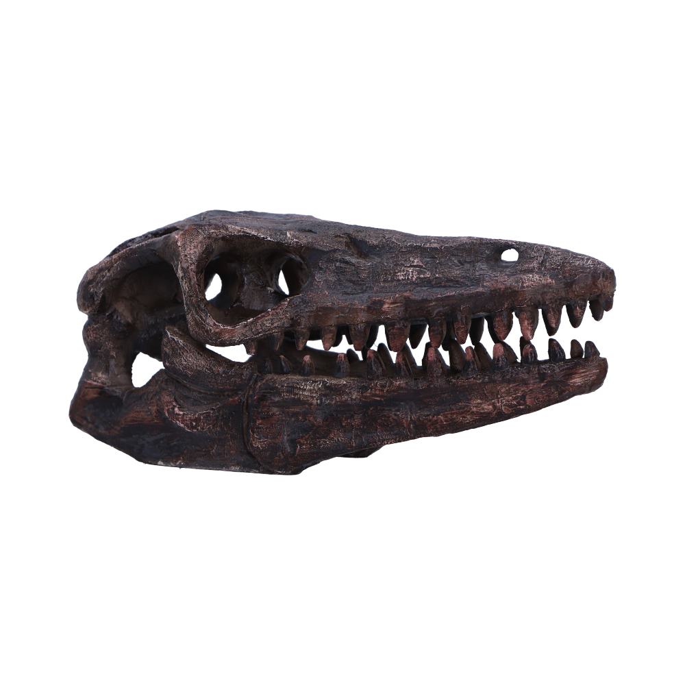 Archaeopteryx Skull 18cm